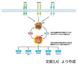 図4 正常細胞におけるKRASを介したシグナル伝達
