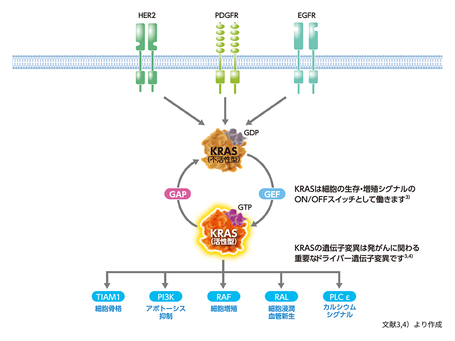 図4 正常細胞におけるKRASを介したシグナル伝達