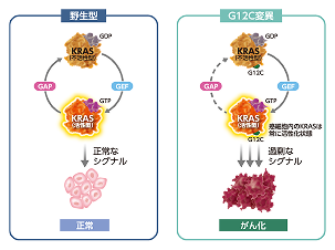 図5 野生型KRASとKRAS G12C変異タンパクのシグナル伝達