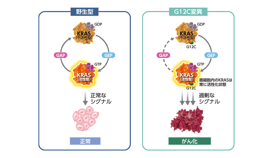図5 野生型KRASとKRAS G12C変異タンパクのシグナル伝達