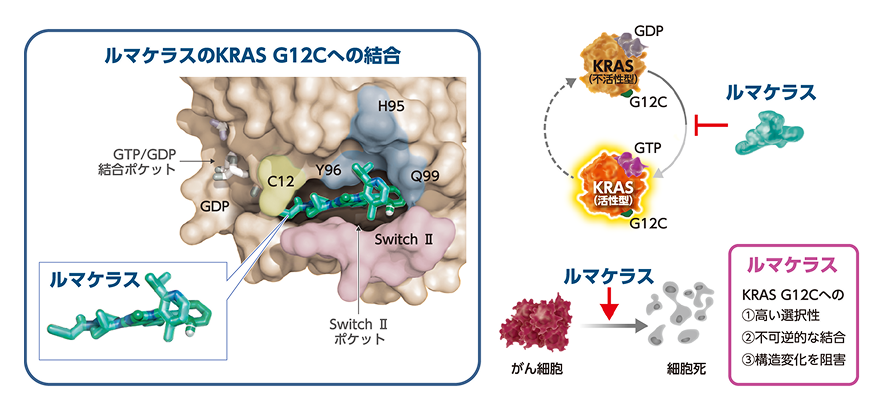 図6 ルマケラスの結合部位