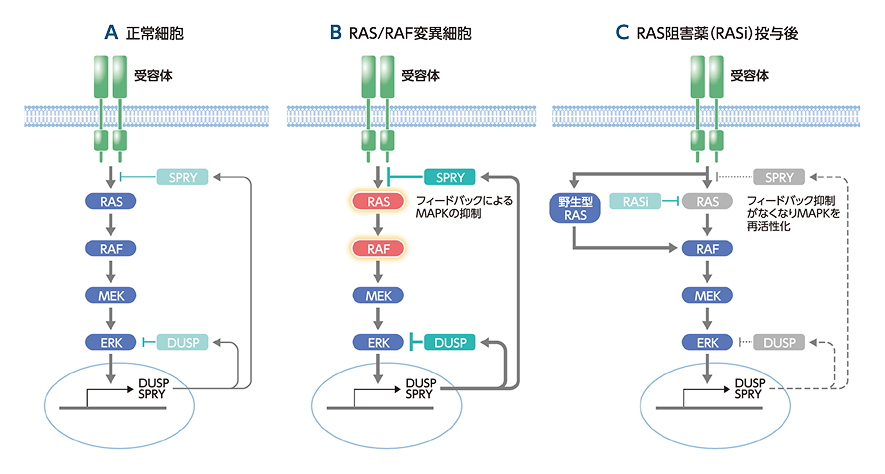 図7 MAPKのフィードバック機構と再活性化