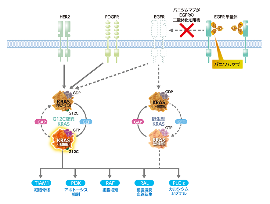 図10 KRAS変異陽性大腸癌における抗EGFR薬の作用