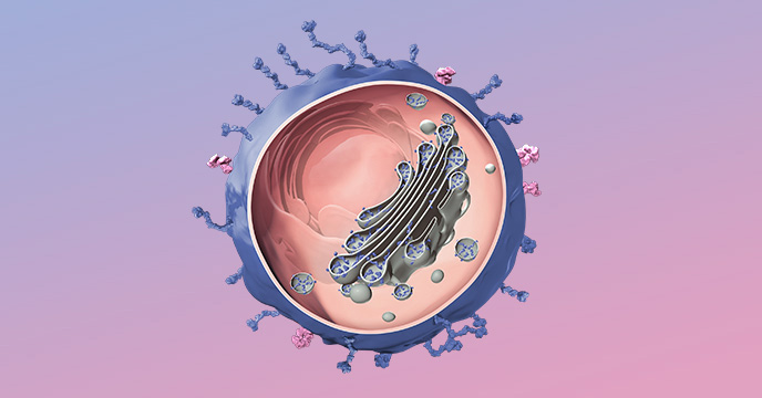 サムネイル_小細胞肺癌（SCLC）について
