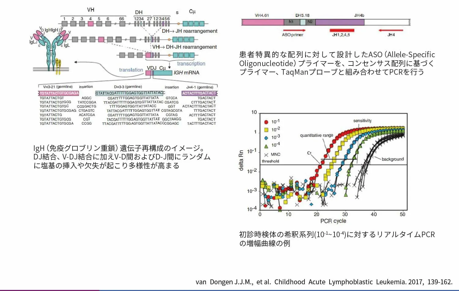患者特異的免疫グロブリン/T細胞レセプター遺伝子再構成を標的とした定量PCR(IG/TR RQ-PCR)の原理