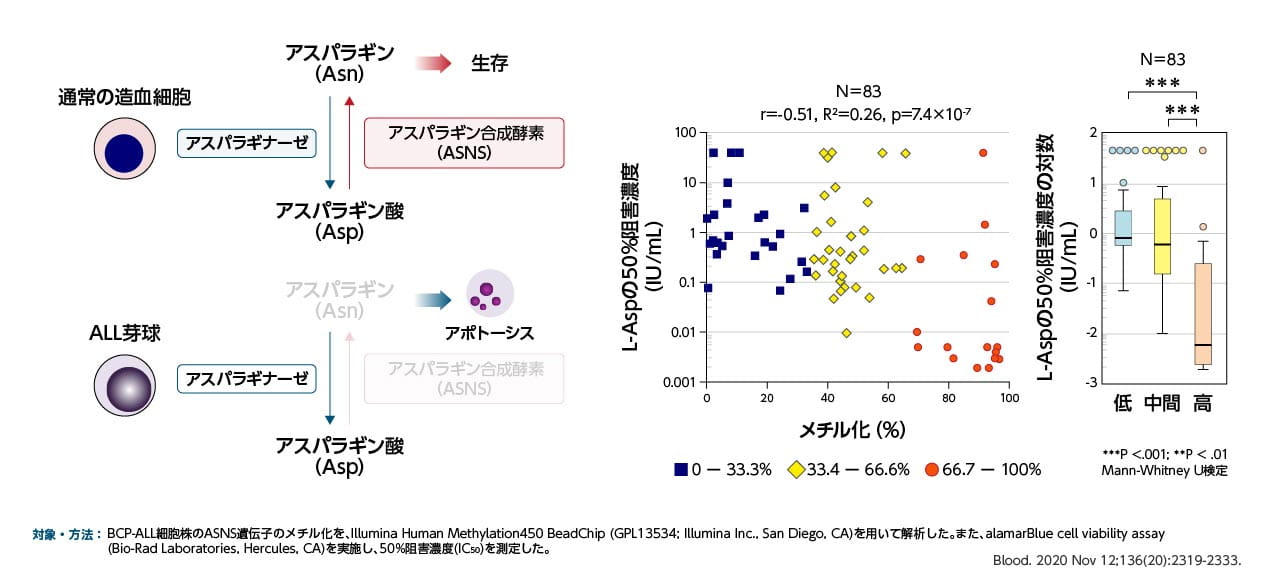 ASNS遺伝子のメチル化状態がL-アスパラギナーゼ感受性に及ぼす影響
