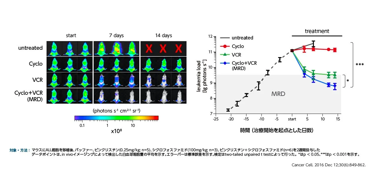 ALLモデルマウスにおける化学療法とMRD