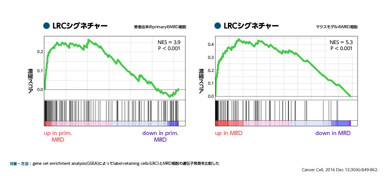 MRD細胞における遺伝子発現プロファイル