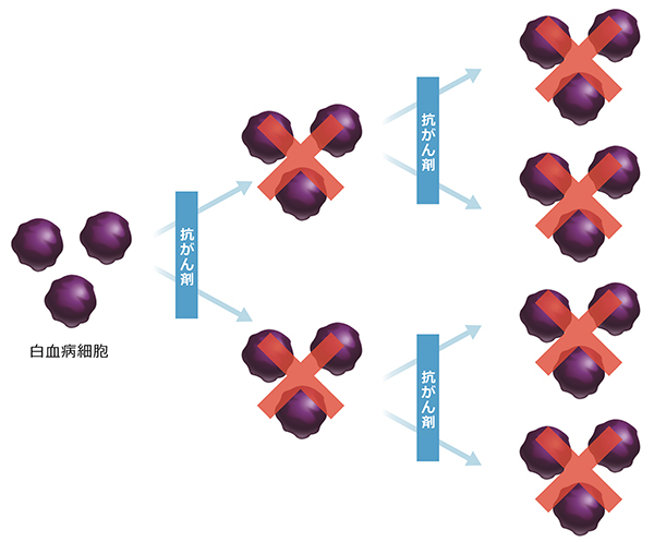図_従来の化学療法の作用 (イメージ)