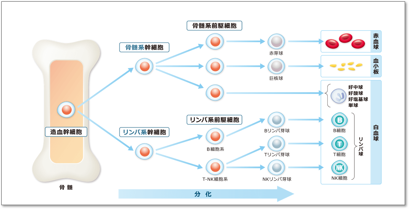図_血液の成長ルート