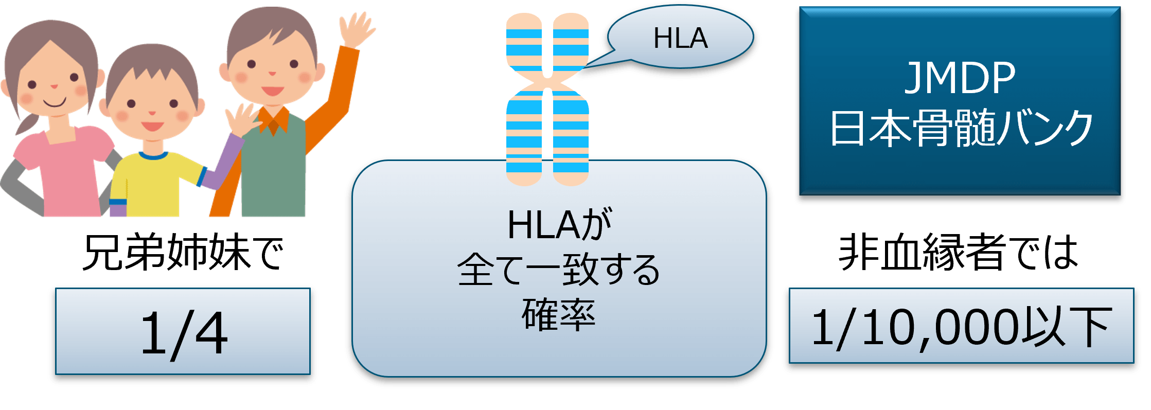 図_造血幹細胞移植とHLA