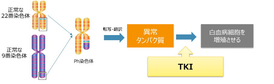図_Ph染色体の構造とALL発症