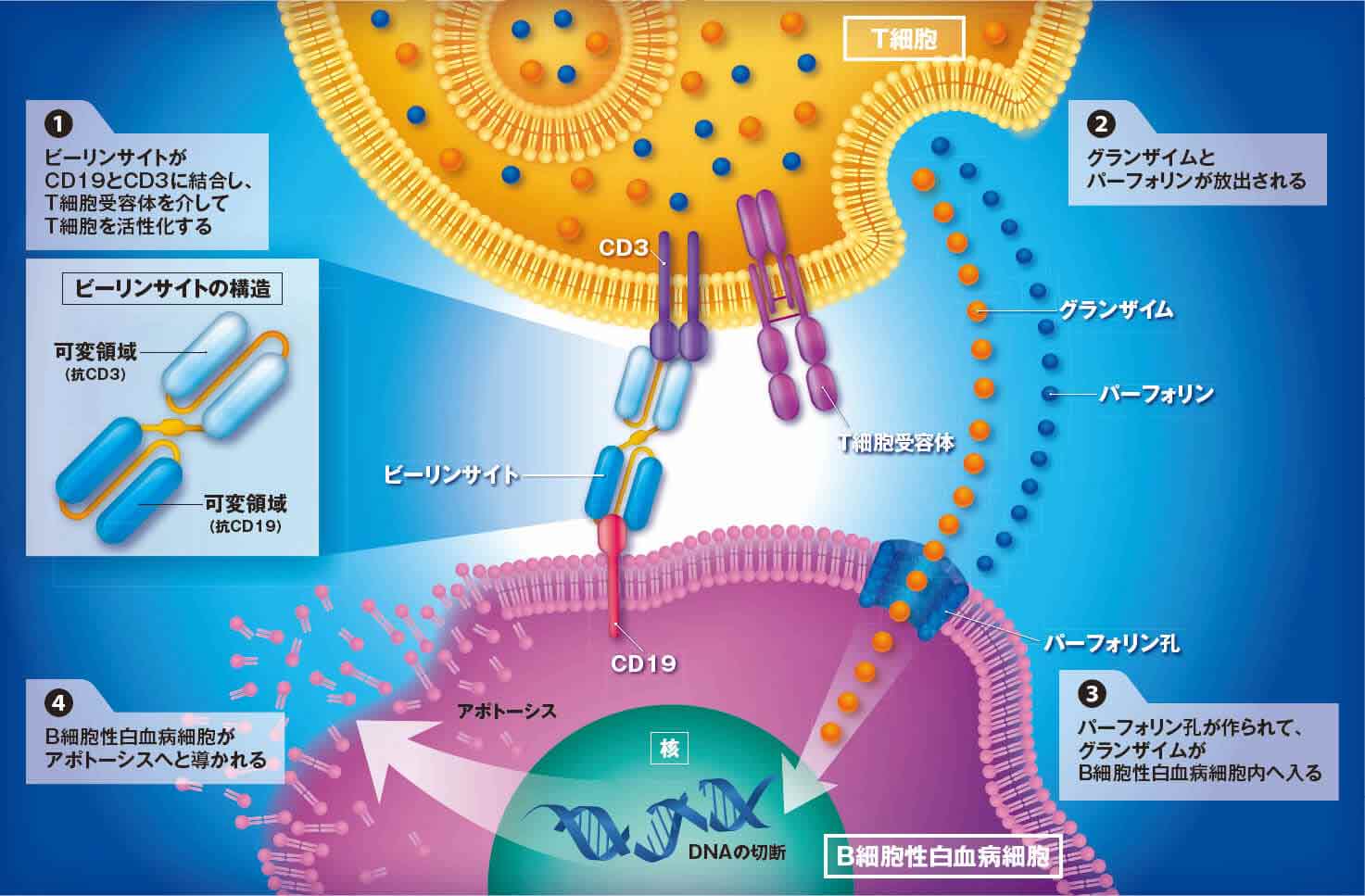 図_作用機序