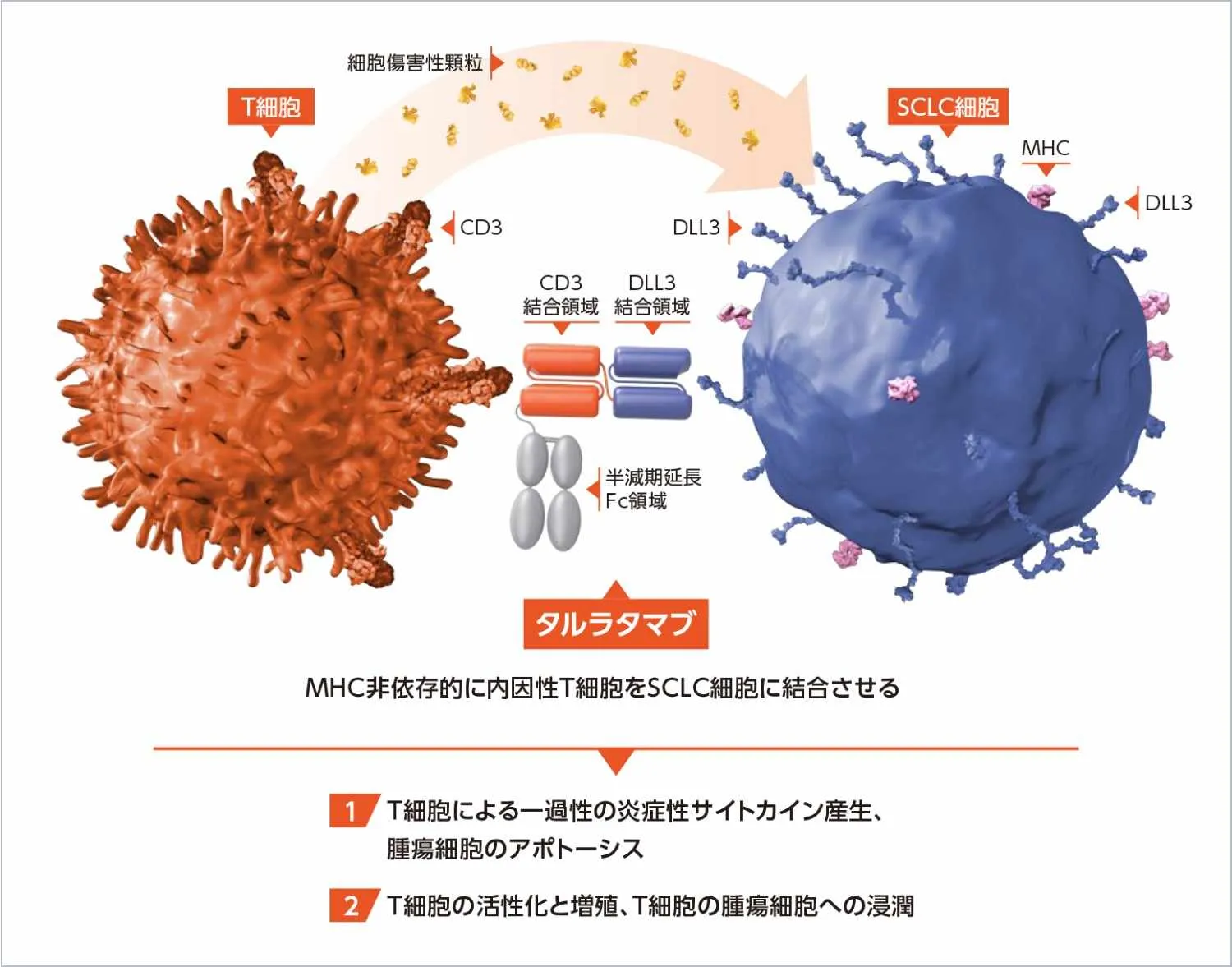 図1_タルラタマブの作用機序