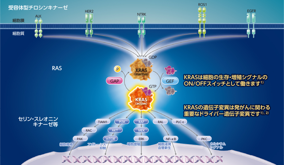 図4 KRASを介するシグナル伝達経路