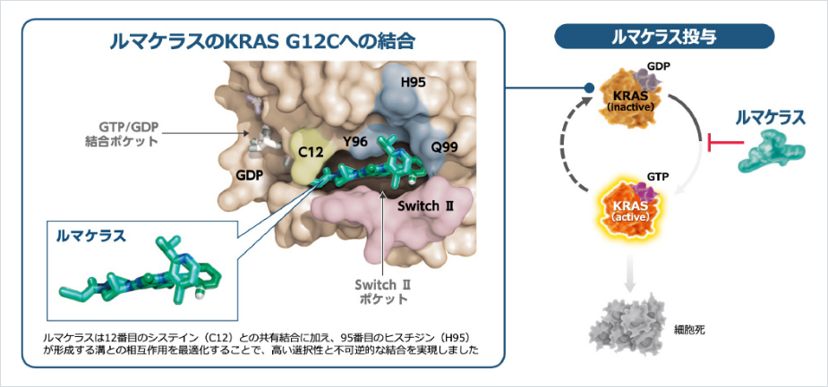 図1_ルマケラスの作用機序