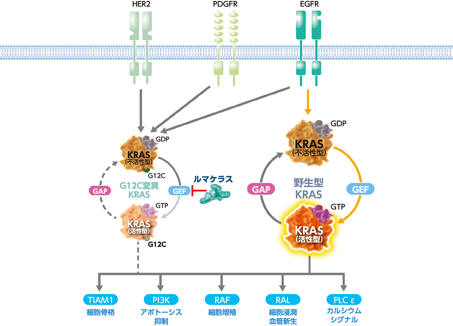 図8 KRAS G12C変異陽性大腸癌におけるKRAS G12C阻害によるEGFRの再活性化