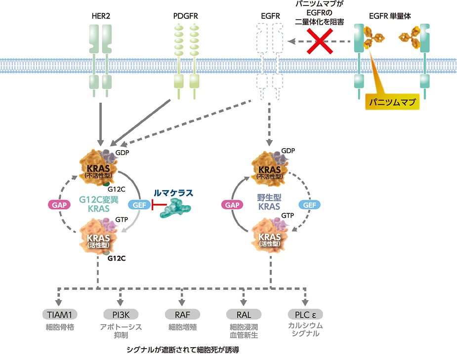 図9 ルマケラス＋パニツムマブ併用時のシグナル伝達