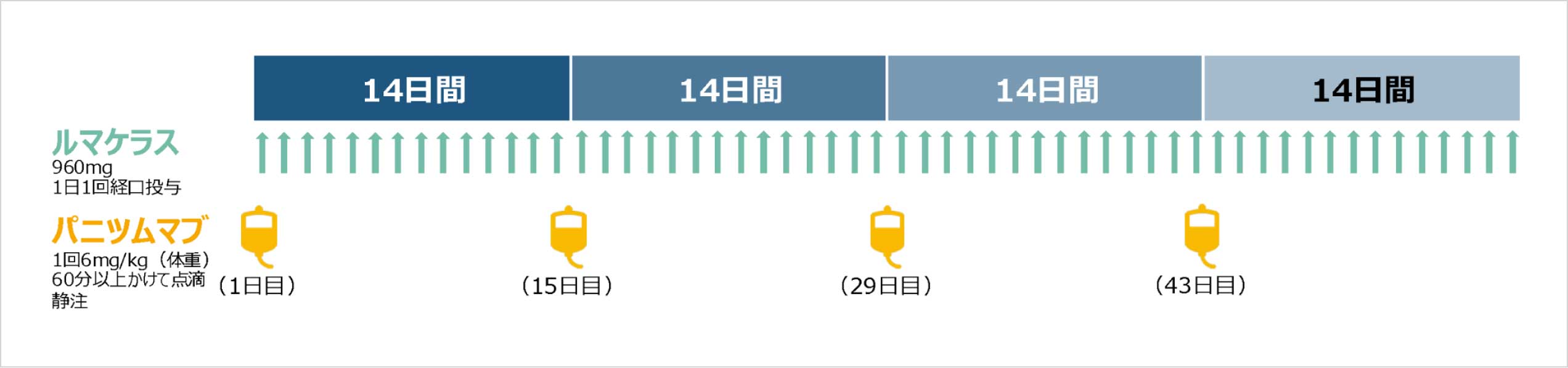 図_投与スケジュール、用法及び用量