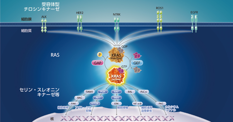 1 KRAS G12Cのシグナル伝達