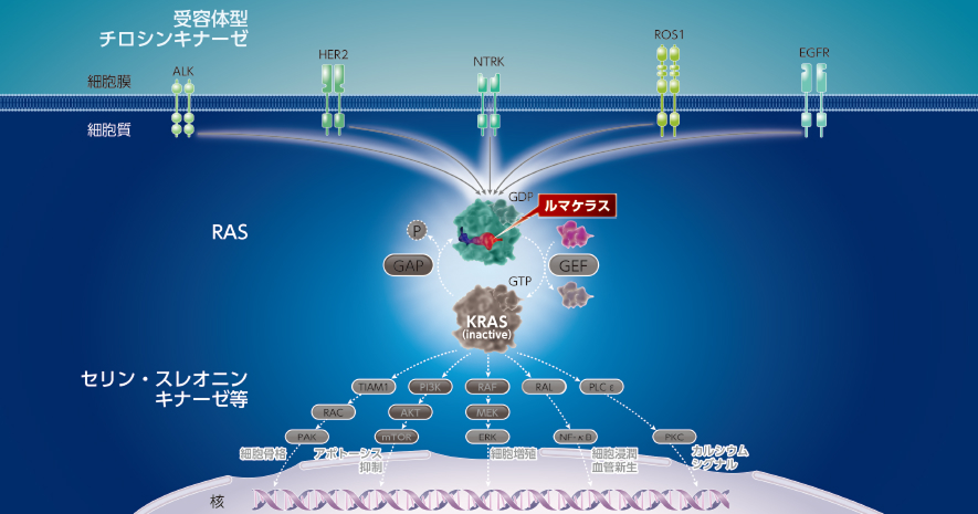 2 ルマケラスによるKRAS G12Cの阻害