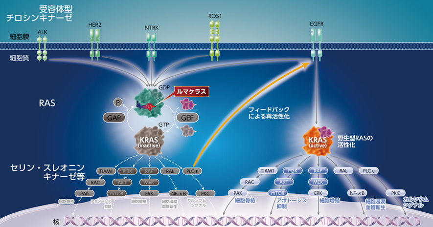 3 EGFRの再活性化