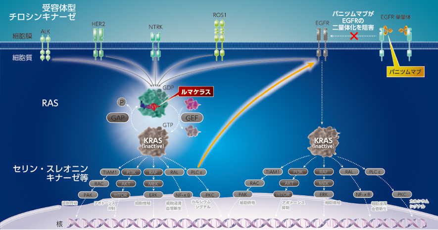 4 KRAS G12Cと野生型RASのデュアル阻害