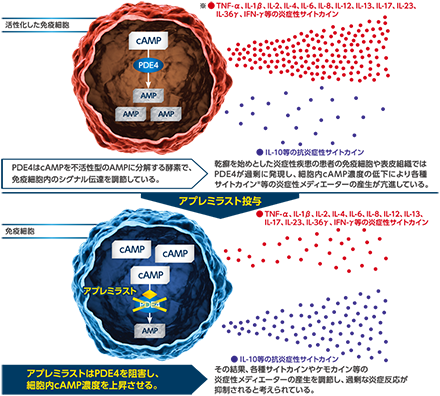 アプレミラストの作用機序（模式図）