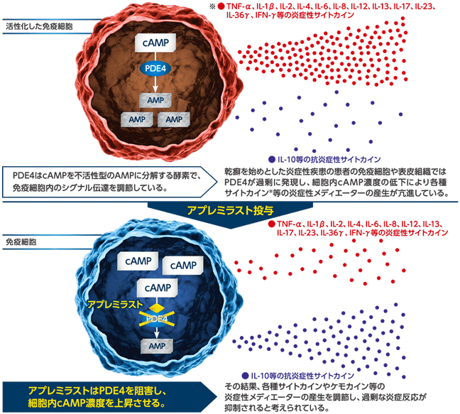 アプレミラストの作用機序(模式図)