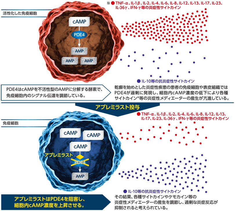 アプレミラストの作用機序（模式図）