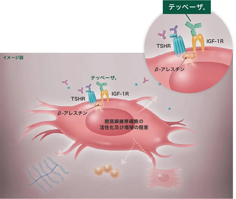 テッペーザ®の作用機序